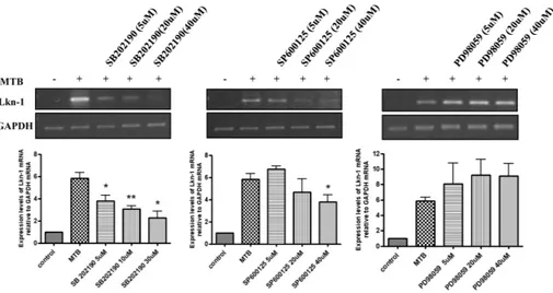 Fig. 2. p38 MAPK and JNK mediates MTB-induced expression of Lkn-1. PMA-treated THP-1 cells were pre-incubated with the inhibitors  SB202190 (5 μM, 20 μM, 40 μM), SP600125 (5 μM, 20 μM, 40 μM), PD98059 (5 μM, 20 μM, 40 μM) for 45 min, followed by  myco-bact