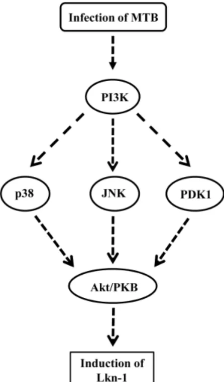 Fig. 4. The schematic model showing signal transduction pathway  associated with MTB-induced expression of Lkn-1
