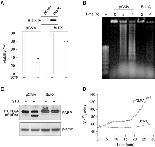 Figure 4. Overexpression of Bcl-X L  prevents DNA fragmentation, PARP cleavage, [Ca 2+ ] c  increase, and cell death in neuronally differentiated PC12 cells