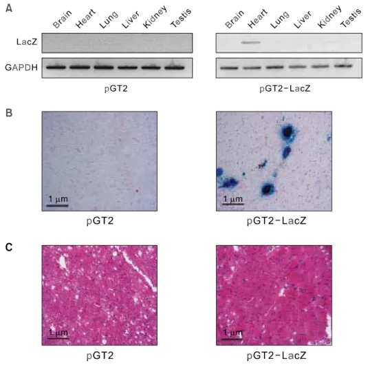 Figure 1. Analysis of biodistribution  and safety of injected DNA. (A)  Assessment of LacZ mRNA  ex-pression in different tissues after  pGT2 naked DNA injection