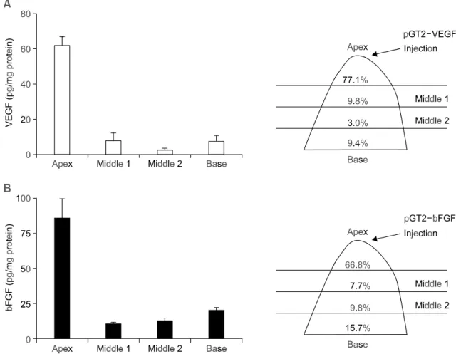 Figure 2. Spatial distribution of VEGF and bFGF expression. Five days after injection of the naked DNA into the apex of heart, the rats were sacrificed  and the excised hearts were divided into four segments ranging from apex to base