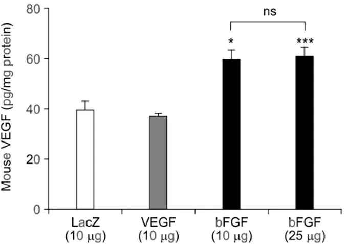 Figure 6. bFGF upregulates endogenous expression of mouse VEGF.  pGT2-VEGF (10  g) or pGT2-bFGF (10  g or 25  g) DNA was injected  into the apex region of the rat heart