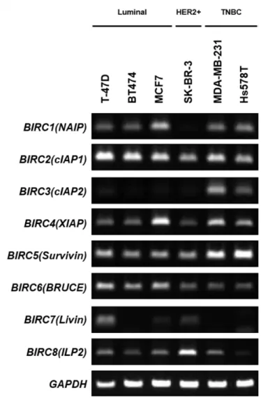 Figure 1: Analysis of IAP expression in breast cancer cells.  mRNA expression of IAPs was examined in luminal-type breast  cancer cells (T-47D, BT474, MCF7), HER2-positive breast cancer cells (SK-BR-3), and triple-negative breast cancer cells (MDA-MB-231, 
