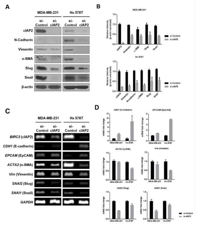 Figure 5: Analysis of EMT-associated molecules in TNBC cells (MDA-MB-231 and Hs 578T) with cIAP2 silencing.