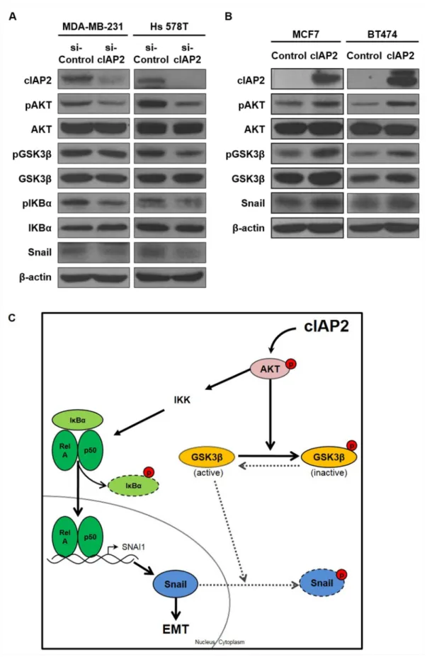 Figure 7: cIAP2 promoted the EMT through the AKT signaling pathway.  The expression of AKT signaling pathway-associated  molecules was analyzed in (A) cIAP2-silenced TNBC cells and (B) luminal-type breast cancer cells ectopically expressing cIAP2