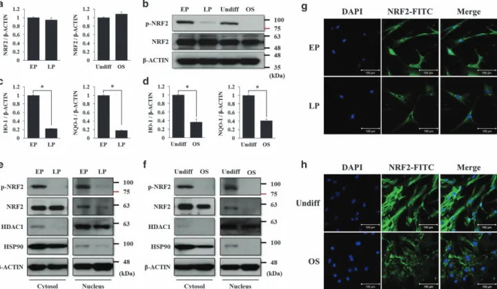 Figure 1 The phosphorylated level and nuclear localization of NRF2 decrease during prolonged cell passages and osteogenic differentiation