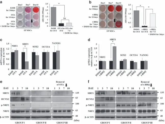 Figure 4 Rescue patterns of suppressed osteogenic potential upon the removal of OTA or t-BHQ, and the association with NRF2 nuclear localization and stemness genes
