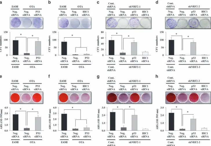 Figure 6 RNA interference of p53 rescues the self-renewal and osteogenic potentials that are suppressed in OTA-treated and shNRF2-infected EP MSCs