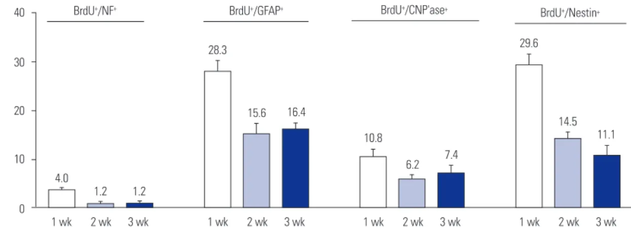 Fig. 5.  Cellular differentiation patterns of HI-generated BrdU +  newly-born cells in non-neurogenic regions