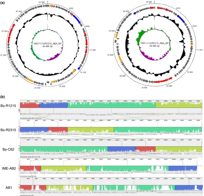 Figure 5 A circular map of the Acinetobacter baumannii phages B/–R1215 and B/–R2315 genomes prepared using DNAPlotter (a) and a gen- gen-ome comparison of Ac