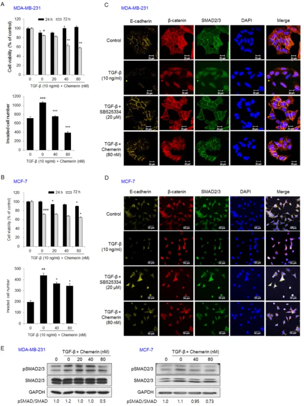 Figure 2. Chemerin suppressed the viability, invasion, and EMT of transforming growth factor (TGF)-