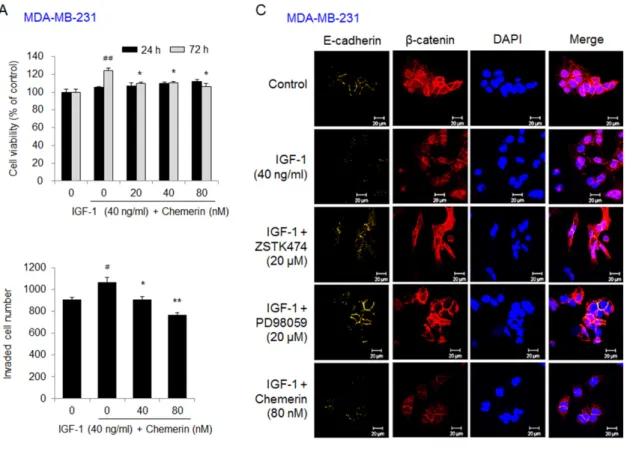 Figure 3. Chemerin suppressed the viability, invasion, and EMT of insulin-like growth factor (IGF)-