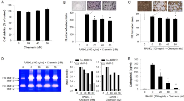 Figure 5. Chemerin slightly suppressed RANKL-induced osteoclast formation and activity in bone 