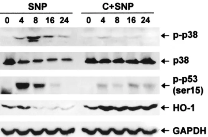 Figure 2. Prevention of SNP-induced down-regulation of heme oxy-