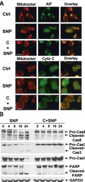 Figure 3. Prevention of the release of mitochondrial apoptotic fac-