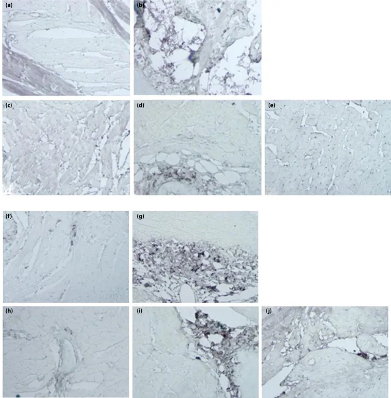 Figure 3 | Interposition of collagen fibers in experimental animals. (a –e) Collagen type I