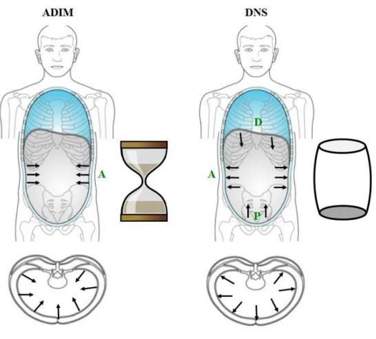 Figure  1.  Neuromechanical  core  stabilization  force  produced  by  an  abdominal  drawing-in  maneuver  (ADIM)  and  by  dynamic  neuromuscular  stabilization  (DNS)  (Modified illustration from Chaitow, Bradley, and Gilbert 2014)