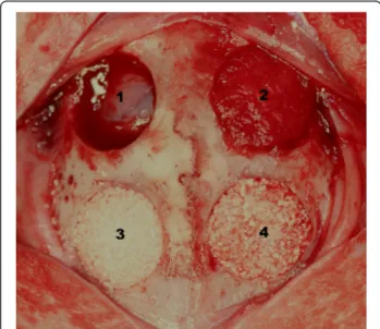 Figure 1 Four circular defects with a diameter of 8 mm were made in the rabbit calvarium and the experimental materials were grafted as follows: (1) no graft, (2) Collagen sponge, (3) BCP, (4) BCPC.