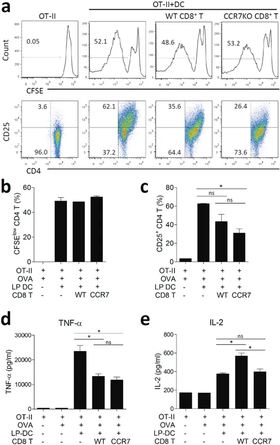 Figure 5: CCR7KO CD8 +  T cells show regulatory effect on CD4 +  T cells.  OT-II CD4 +  T cells from naïve OT-II spleen and  CD11c +  DCs isolated from the intestine were incubated with 200 µg/ml OVA in the presence of colon CD8 +  T cells with DSS-induced