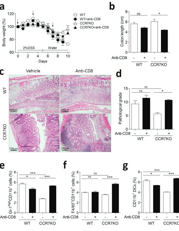 Figure 6: CCR7KO mice showed exacerbated colitis in absence of CD8 +  T cells.  Mice were treated with 2% DSS for 5 days  followed by switching to drinking water