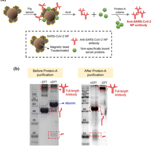 Fig. 1    Isolation of anti-SARS- anti-SARS-CoV-2 NP antibodies from pig  sera. a Isolation procedure of  anti-SARS-CoV-2 NP  antibod-ies