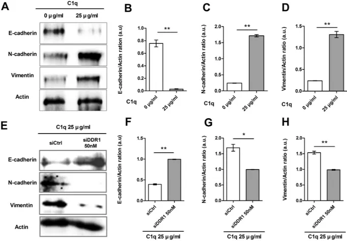 Figure 7.  C1q regulated epithelial-mesenchymal transition (EMT) via DDR1 in HepG2 cells
