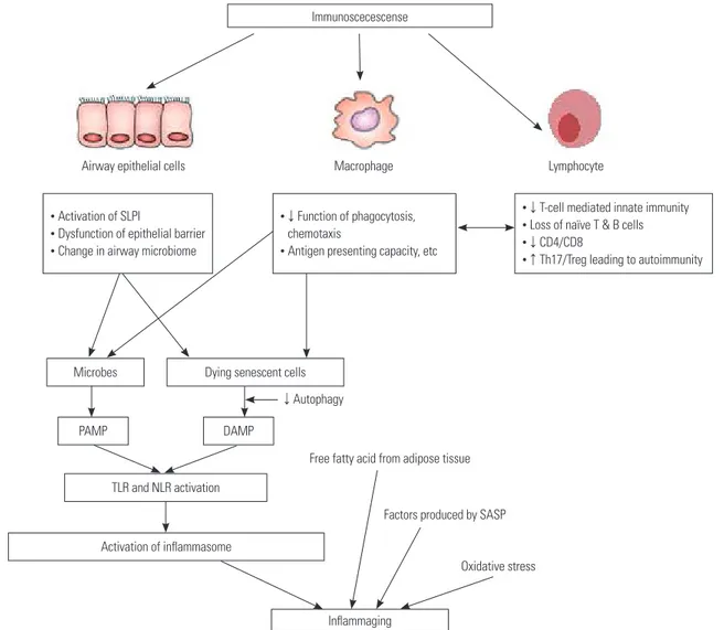 Fig. 2.  Inflammaging: a new mechanism of age-related disease. Low-grade inflammation called inflammaging during the ageing process may contrib- contrib-ute to the pathogenesis of most age-related diseases