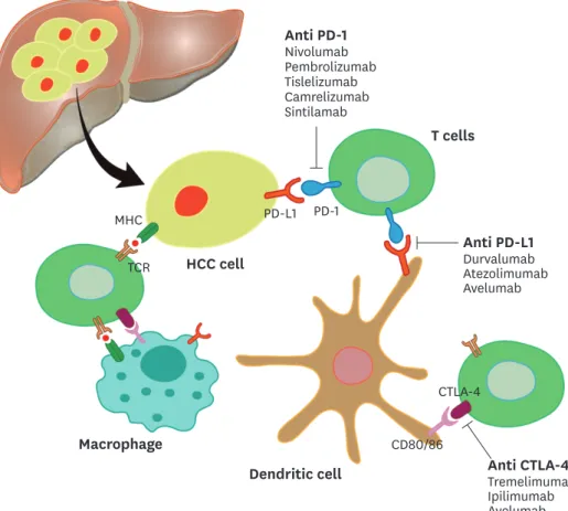 Figure 1.  Schematic diagram of T cell Interaction with hepatocellular tumor cells and dendritic cells.