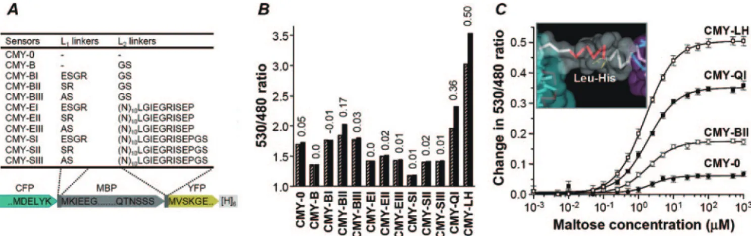 FIG. 1. Design and engineering of highly responsive FRET-based sensors with optimized linkers