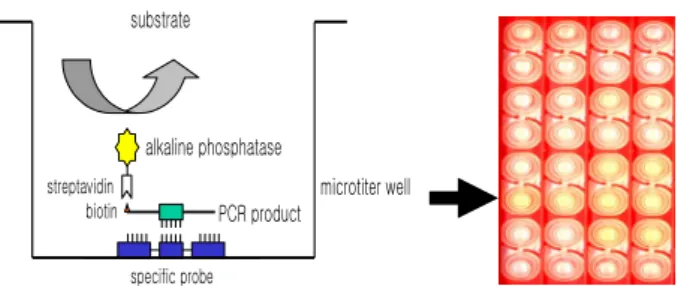 Fig. 1 .  DNA-DNA hybridization method using kanp probe in microtiter  well plate.    