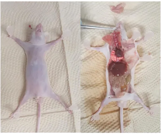 Fig.  2.  (A)  After  anesthesia  by  intra-peritoneal  injection  of  Zoletil  50®   and  Rompun® ,  mouse  was  fixed  with  needle