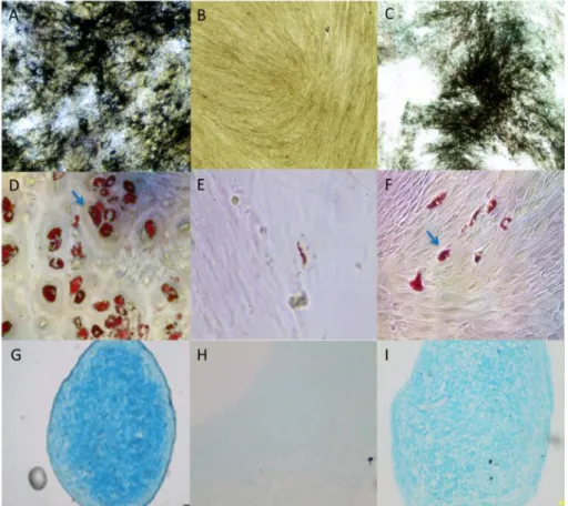 Fig. 13. Differentiation potential: Positive control; hMSC (A, D, G), negative control; hDPSCs (B,  E, H), experimental group; hDPSCs (C, F, I)
