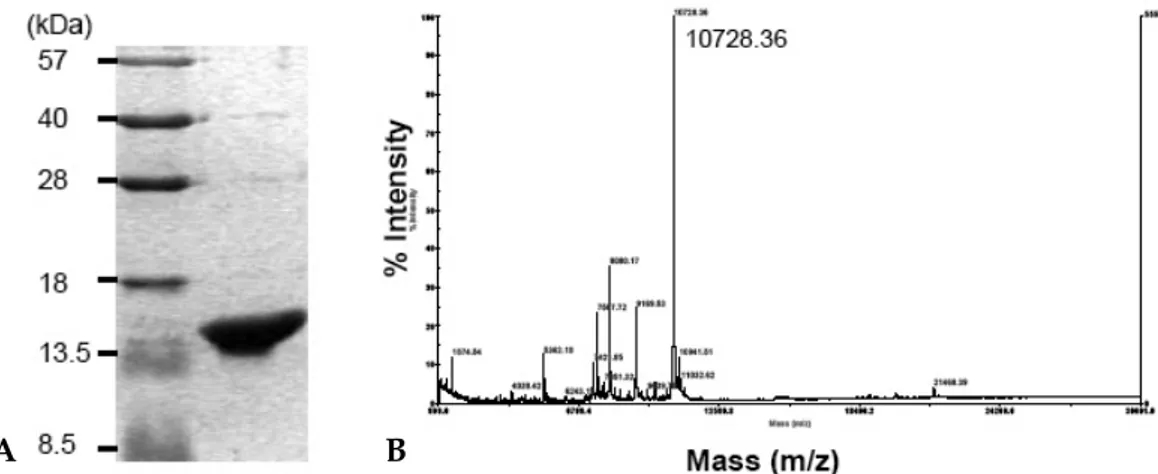 Fig. 1. SDS-PAGE and MALDI-TOF mass spectrum of recombinant His-IRF-5 193-257 . (A) SDS-PAGE analysis of purified His-IRF-5 193-257 