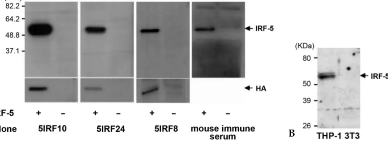 Fig. 2. Binding curve between the anti-IRF-5 monoclonal antibodies and the His-IRF-5 193-257 protein
