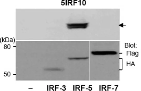 Fig. 4. Cross-reactive binding study. HA-tagged IRF-3, HA-tagged IRF-5, and Flag-tagged IRF-7 plasmids were transfected into HEK293 cells