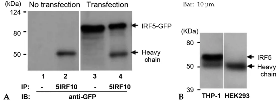 Fig. 7. Import of phosphorylated IRF-5 to the nucleus. (A) The localization of phosphorylated IRF-5 to the nucleus