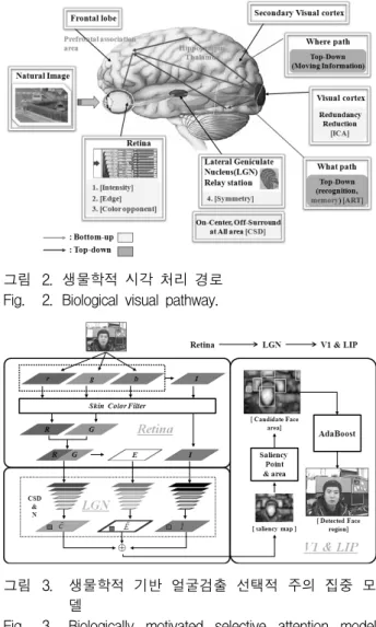 Fig. 3. Biologically  motivated  selective  attention  model  for  face  detection.