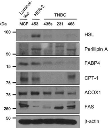 Fig 1. Expression of lipolysis-related proteins in five subtypes of breast cancer cells