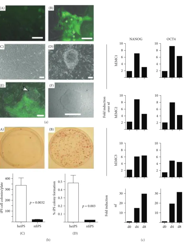 Figure 4: Pluripotency reprogramming of human endometrial cells (hEMC). hEMC-derived iPS (heiPS) showed higher expression of pluripotent markers compared to neonatal ﬁbroblasts