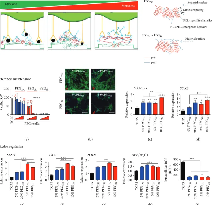 Figure 2: PEG chain length-dependent interactions with the PCL matrix enable stemness maintenance