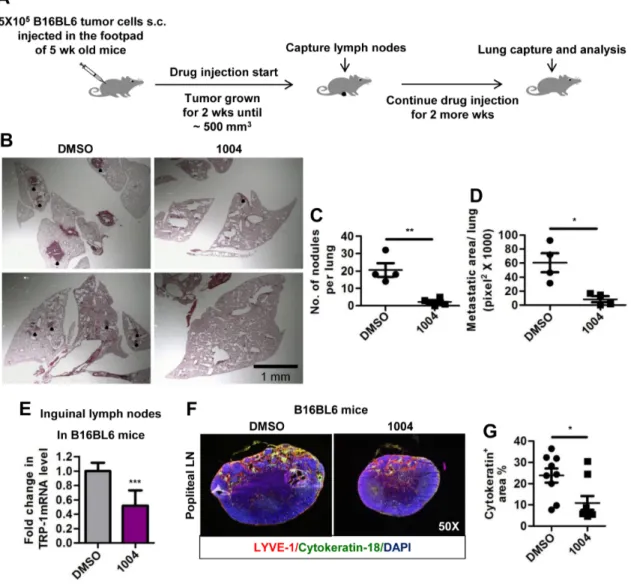 Figure 6: Sac-1004 reduces lung and lymph node metastasis in B16BL6 foot-pad metastasis mice model