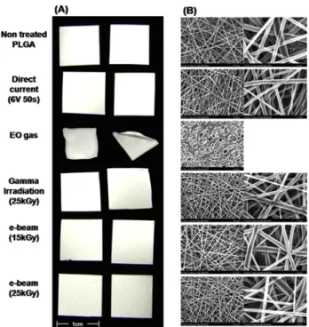 Figure 5. Shape and surface morphology of electrospun PLGA. (A) Digital photograph, and (B) scanning electron micrograph.