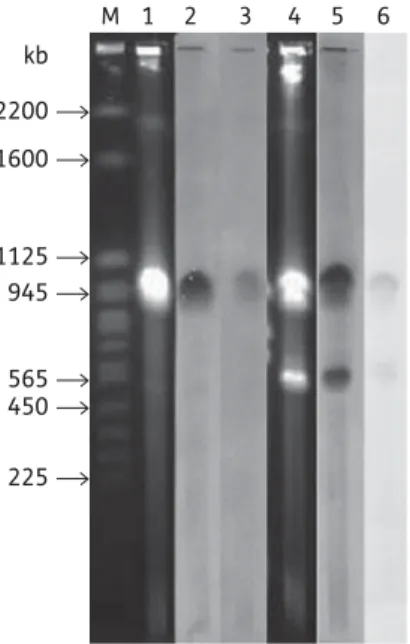 Figure 3. Southern blot analysis of I-CeuI-digested genomic DNA of P. aeruginosa isolates carrying the bla IMP-6 gene (lanes 1– 3) or the bla VIM-2 gene (lanes 4 –6)