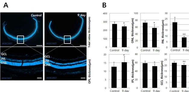 Fig. 3. Blue-light can activates the apoptotic signaling pathways.