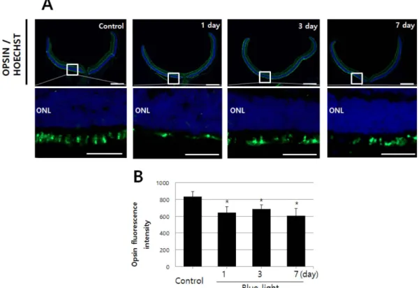 Fig. 5. Blue-light reduces the opsin expression. (A) Representative immunostaining of Opsin in sagittal sections from blue-light exposed retina and non-exposed retina, counterstained with and Hoechst 33258
