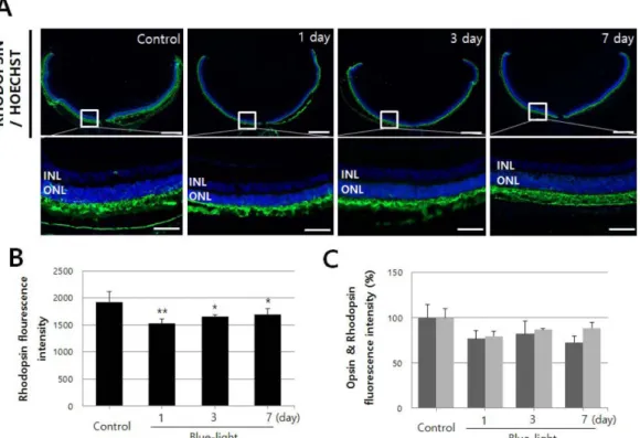 Fig. 6. Blue-light can lead to selective damage between Opsin- and Rhodopsin-positive cells
