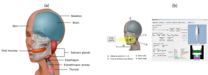 Fig 4. Virtual phantom and Monte Carlo (MC) simulation software. (a) Head and neck organs included in the virtual phantom
