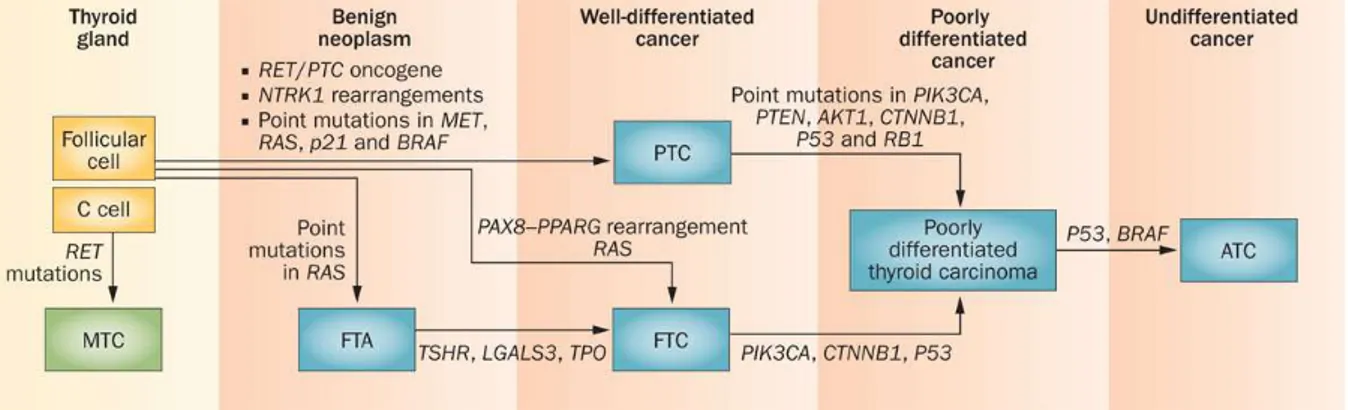 Figure 4. Classification of human thyroid carcinomas and subtype-specific genetic alterations (Pallante,  P