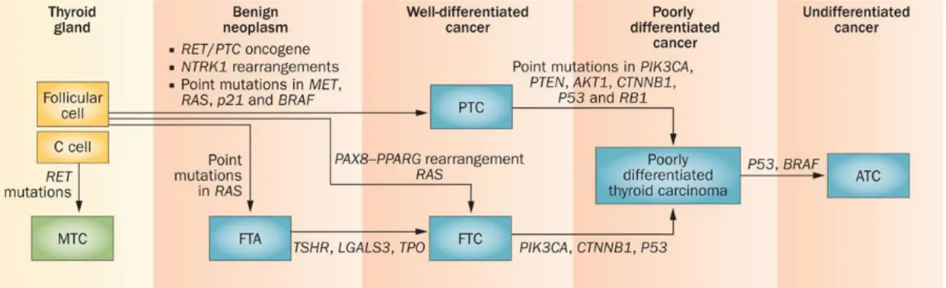 Figure 4. Classification of human thyroid carcinomas and subtype-specific genetic alterations (Pallante,  P