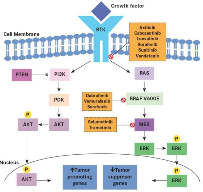 Figure 5. The PI3K-AKT pathway also plays a significant role in sporadic thyroid tumorigenesis